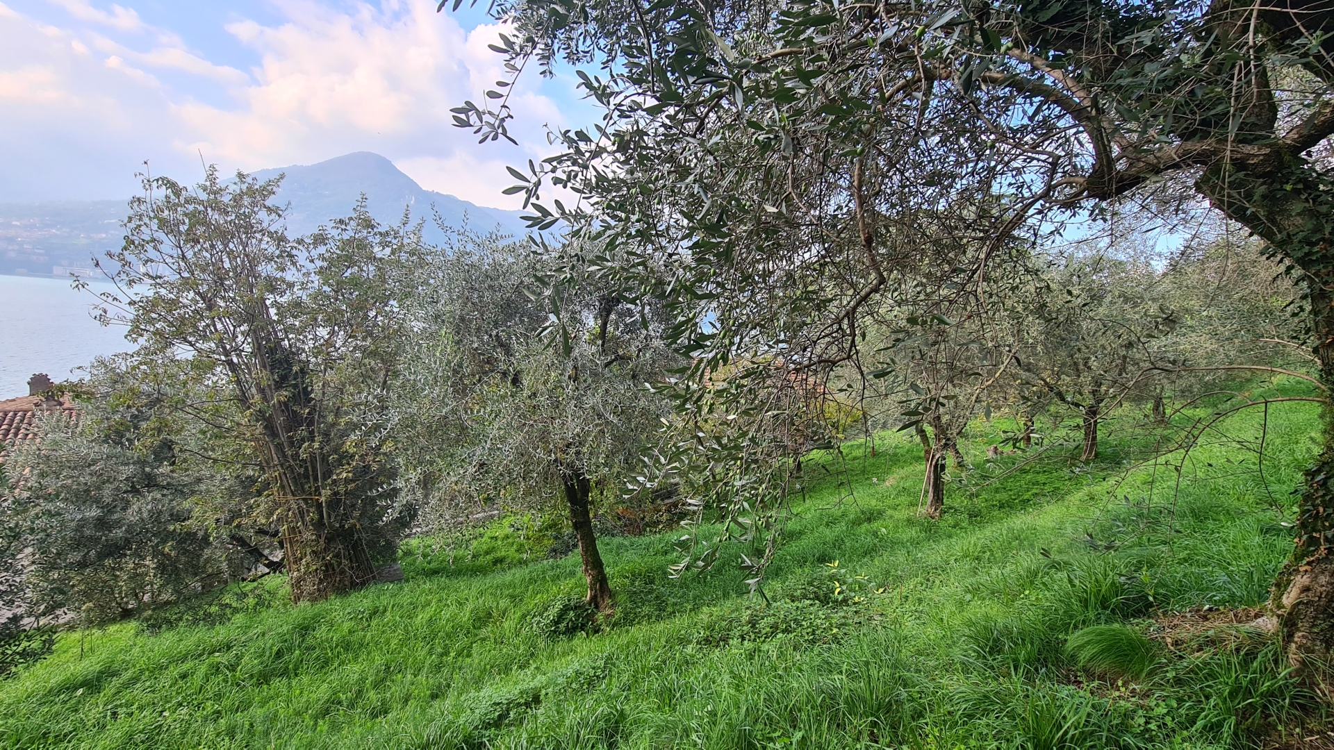 Terreno Agricolo - Monte Isola