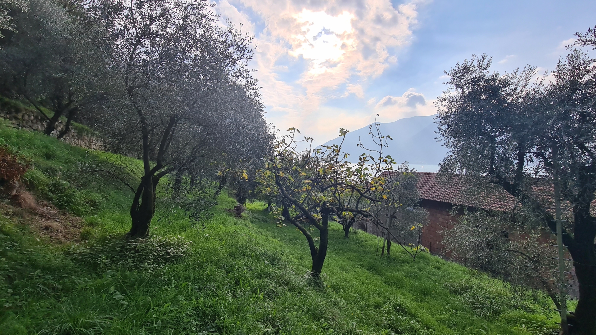 Terreno Agricolo - Monte Isola