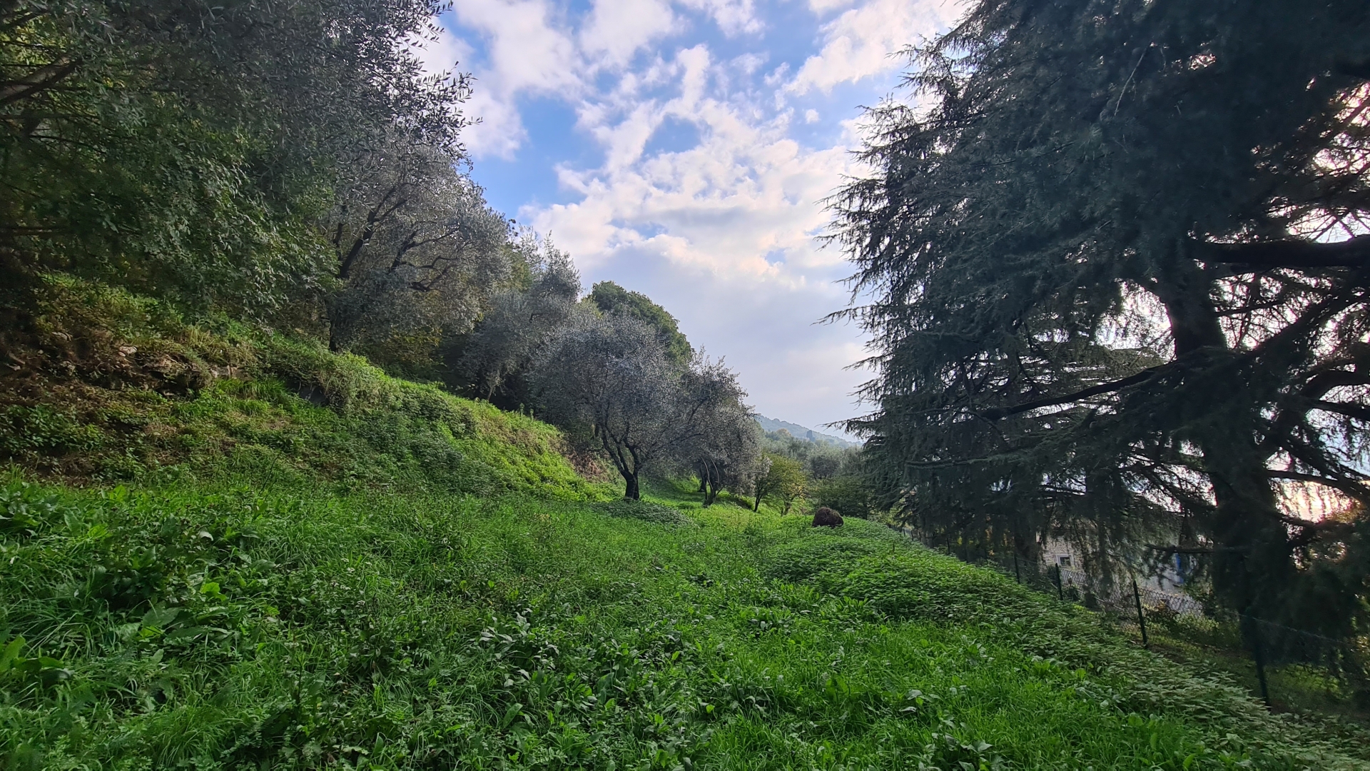 Terreno Agricolo - Monte Isola