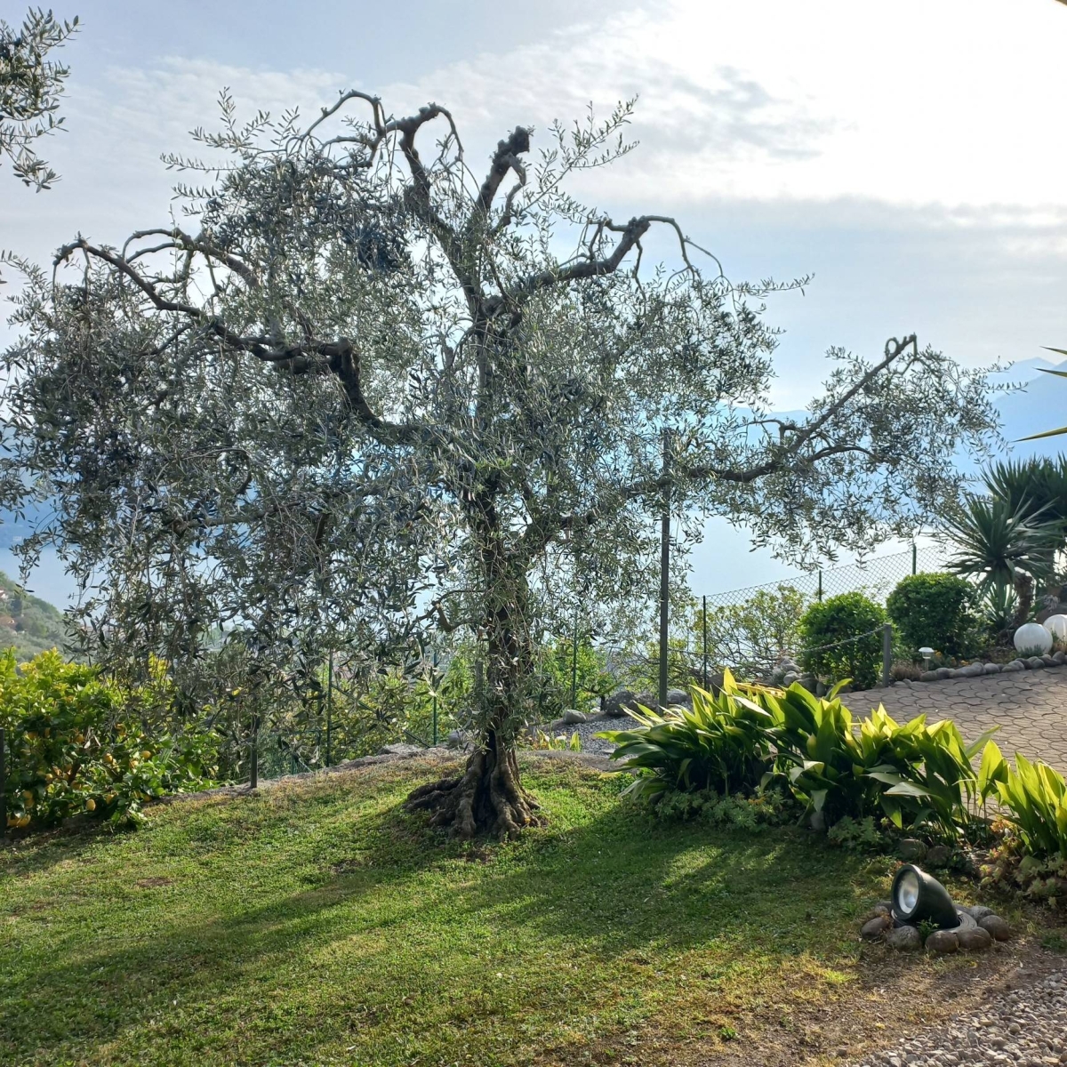 Villa o Villetta - 